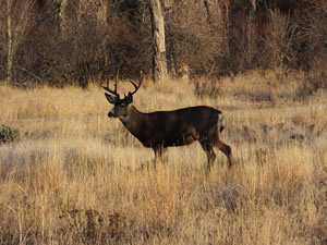HS50exr Photo of a 3 Point with Cheater Mule Deer