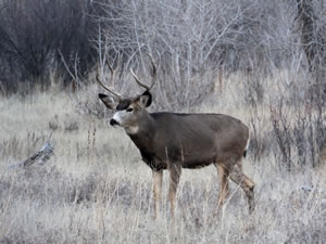 HS50exr Photo of a 3x4 Mule Deer looking forward