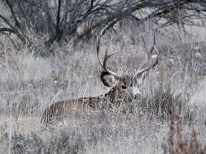 HS50exr Photo of a 3x4 Mule Deer Bedded