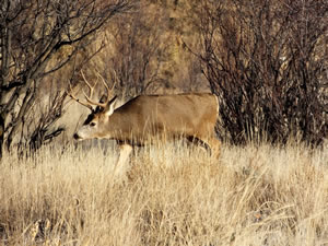 HS50exr Photo of a 3x4 Mule Deer 