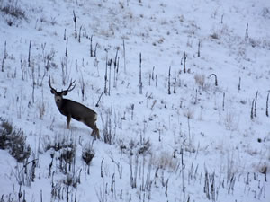 HS50exr Photo of Wide 3x5 Mule Deer