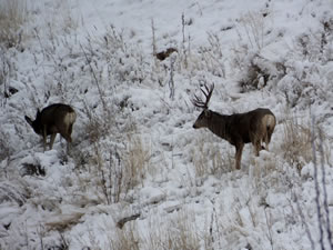 HS50exr Photo of a Doe and 4 Point Mule Deer in Snow 