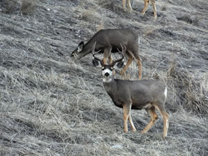 HS50 exr Photo of Mule Deer buck with does