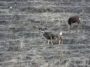 HS50 exr Photo of Mule Deer buck with does