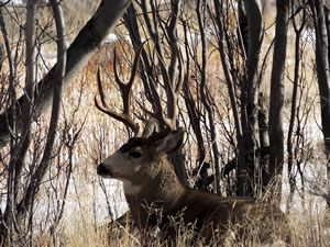 HS50exr Photo of a 4x4 Mule Deer 