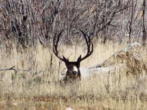 HS50exr Photo of a Four Point Typical Mule Deer Bedded in Shade
