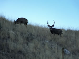 HS50exr Photo of a Big 3 Point Mule Deer