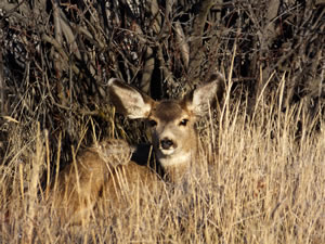HS50exr Photo of Mule Deer Fawn