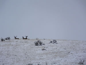 HS50exr Photo of Mule Deer in Snow on Ridge