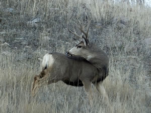 HS50exr Photo of a small 4 Point Mule Deer