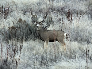 HS50exr Photo of Tall Four Point Mule Deer