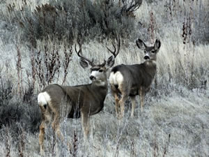 HS50exr Photo of Tall Four Point Mule Deer