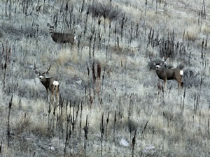 HS50exr Photo of Two Nice Four Point Mule Deer Bucks
