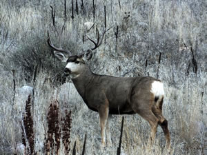 HS50exr Photo of a Wide Four Point Mule Deer Buck
