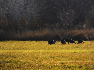 HS50 exr Photo of Rio Grande Turkeys Feeding in a Field