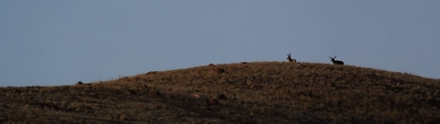 HS50exr Photo of Two Four Point Mule Deer Bucks on Skyline