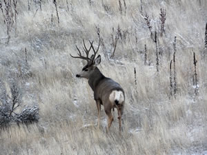 HS50exr Photo of a Four Point Typical Mule Deer Looking Left