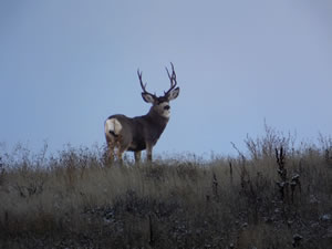 HS50exr Photo of a Four Point Typical Mule Deer Turning On Skyline