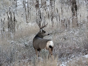 HS50exr Photo of a Four Point Typical Mule Deer Looking Right