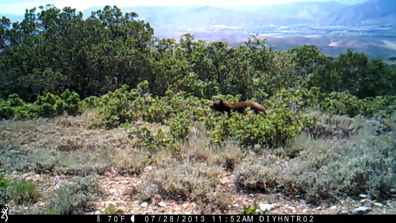 Black Bear on a Range Ops Trail Camera