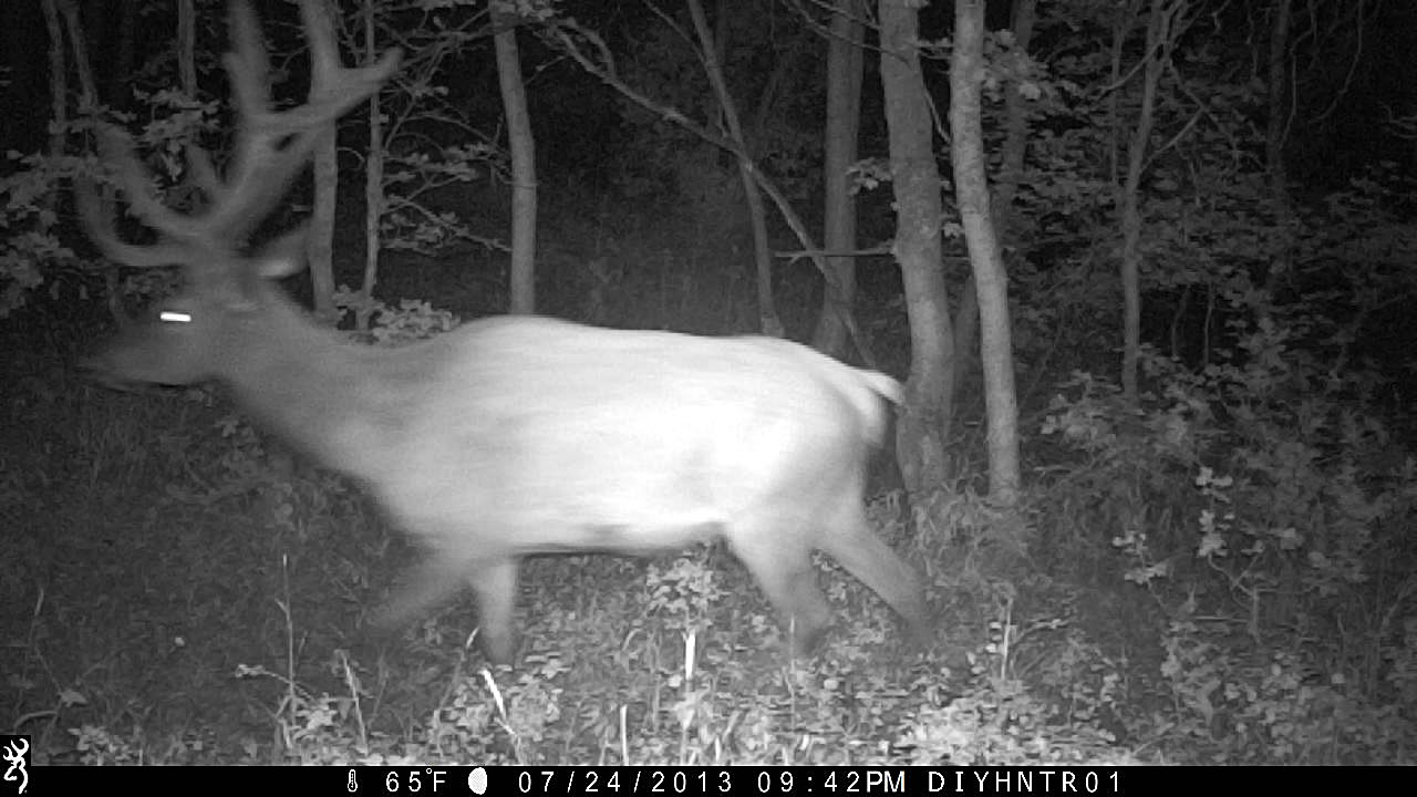 Bull Elk on Recon Force trail camera