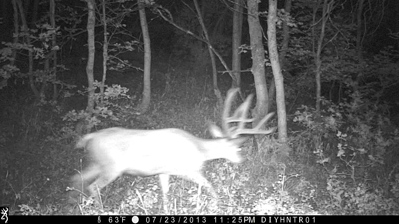 Mule Deer Buck on Recon Force Trail Camera