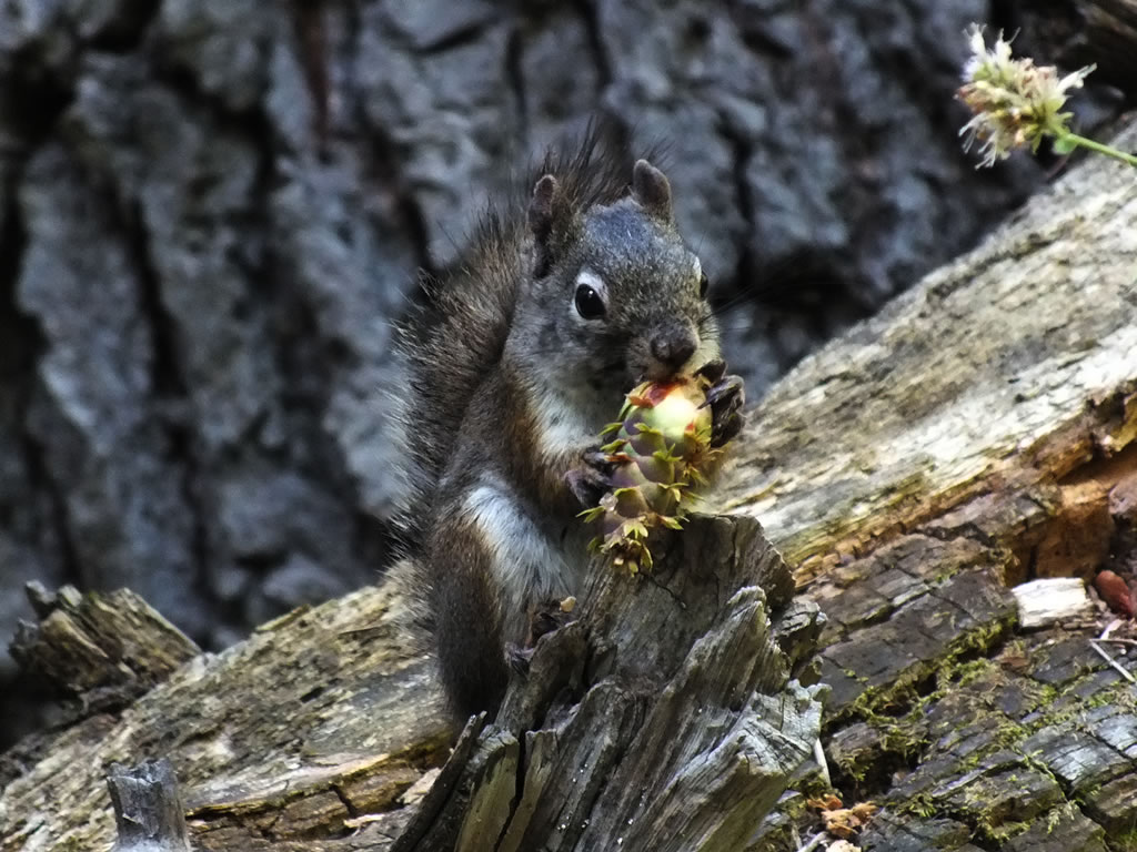 Red Squirrel Eating Pine Nuts