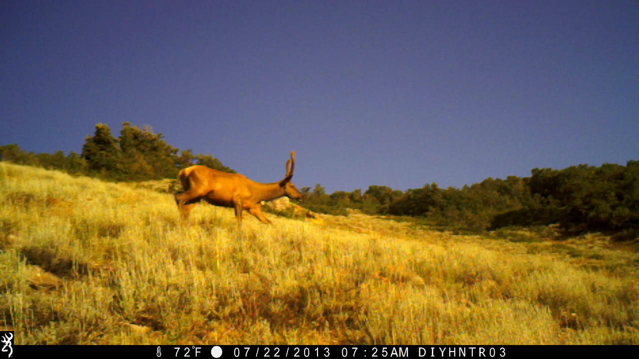 Spike Elk with Recon Force Trail Camera