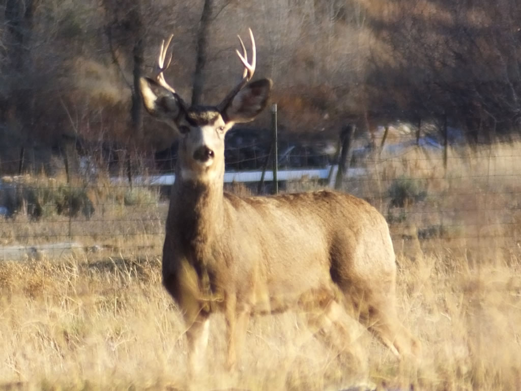 Mule Deer with Pinkeye, Conjunctivitis