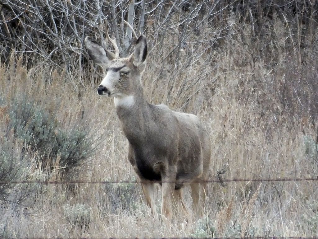 Mule Deer with Pinkeye, Conjunctivitis