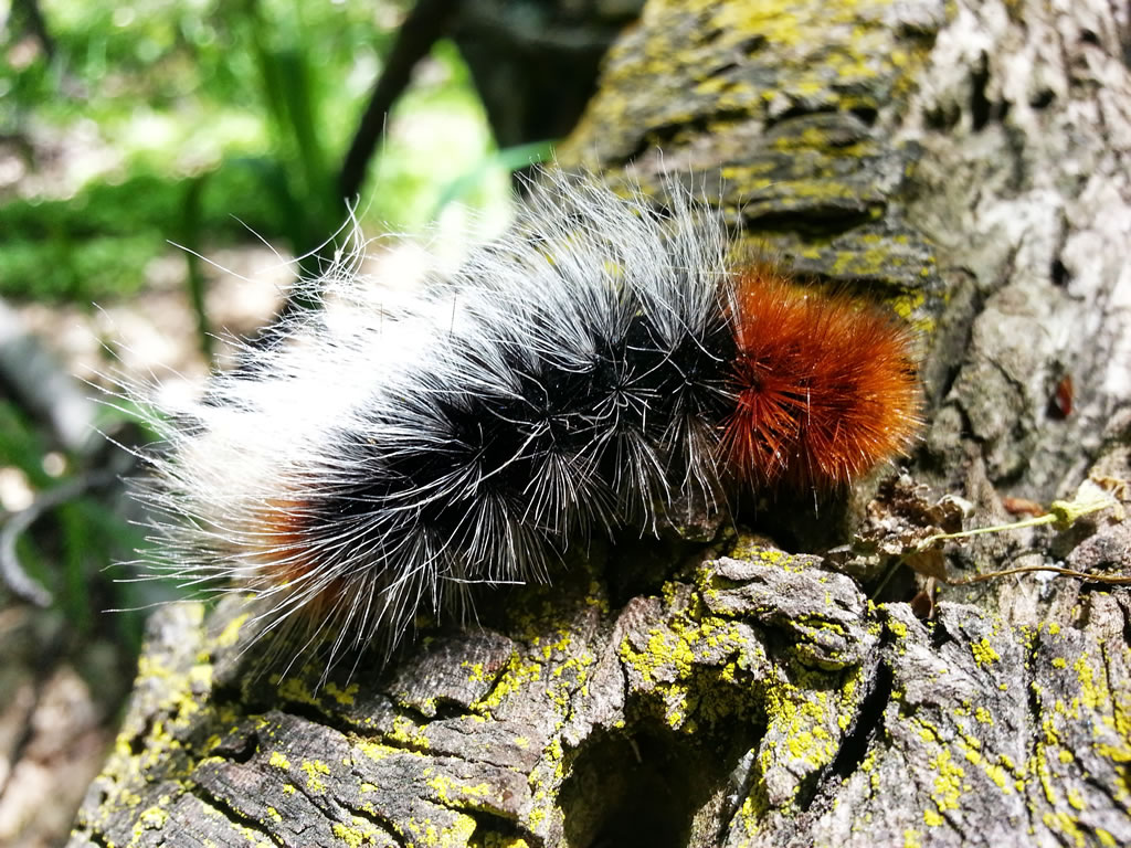 Utah fuzzy black, white, and orange caterpillar.