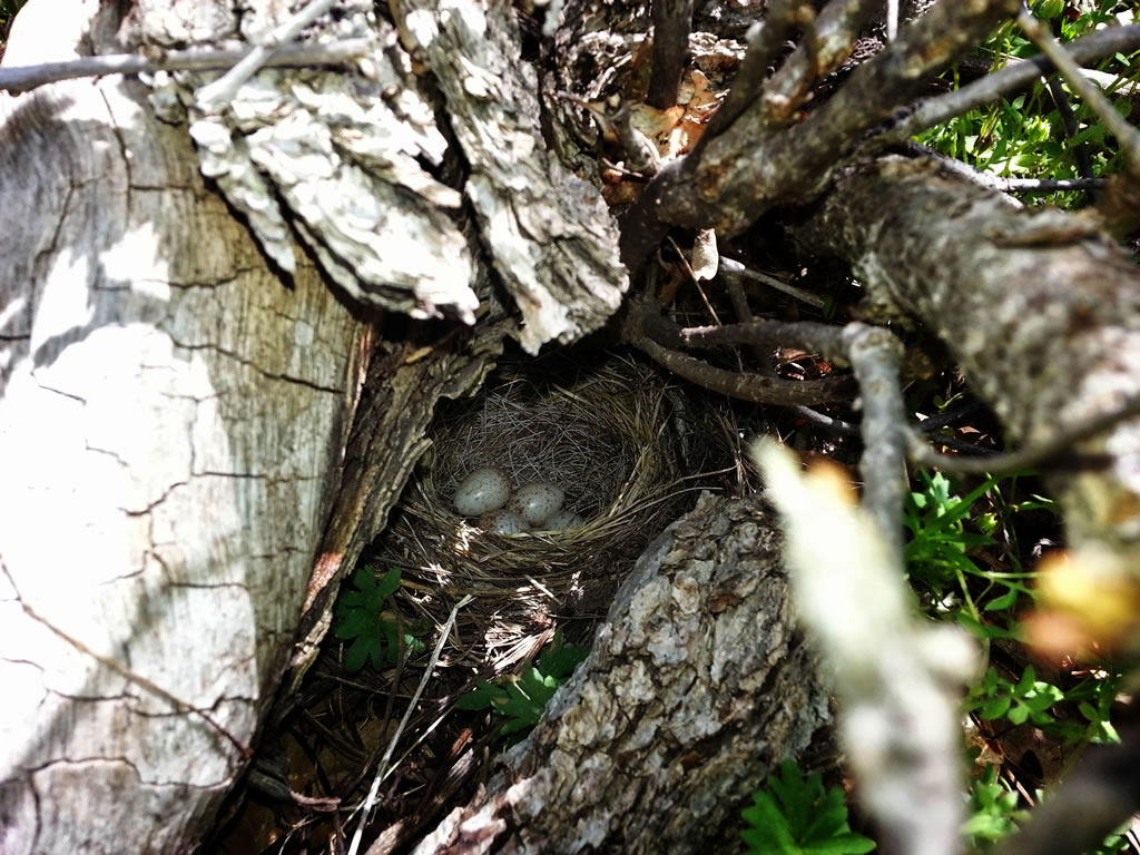 White Crowned Sparrow nest under log