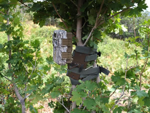 Browning Recon Force trail camera and trail camera mount wrapped around a cluster of small trees.