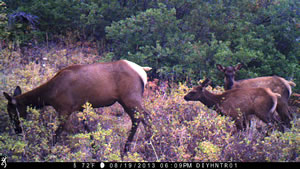 Cow and calf elk on Browning Recon Force Trail Camera