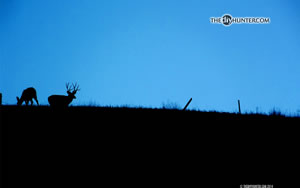four point mule deer and doe on skyline