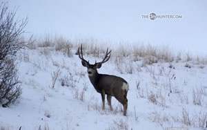 large 3x5 mule deer buck in snow