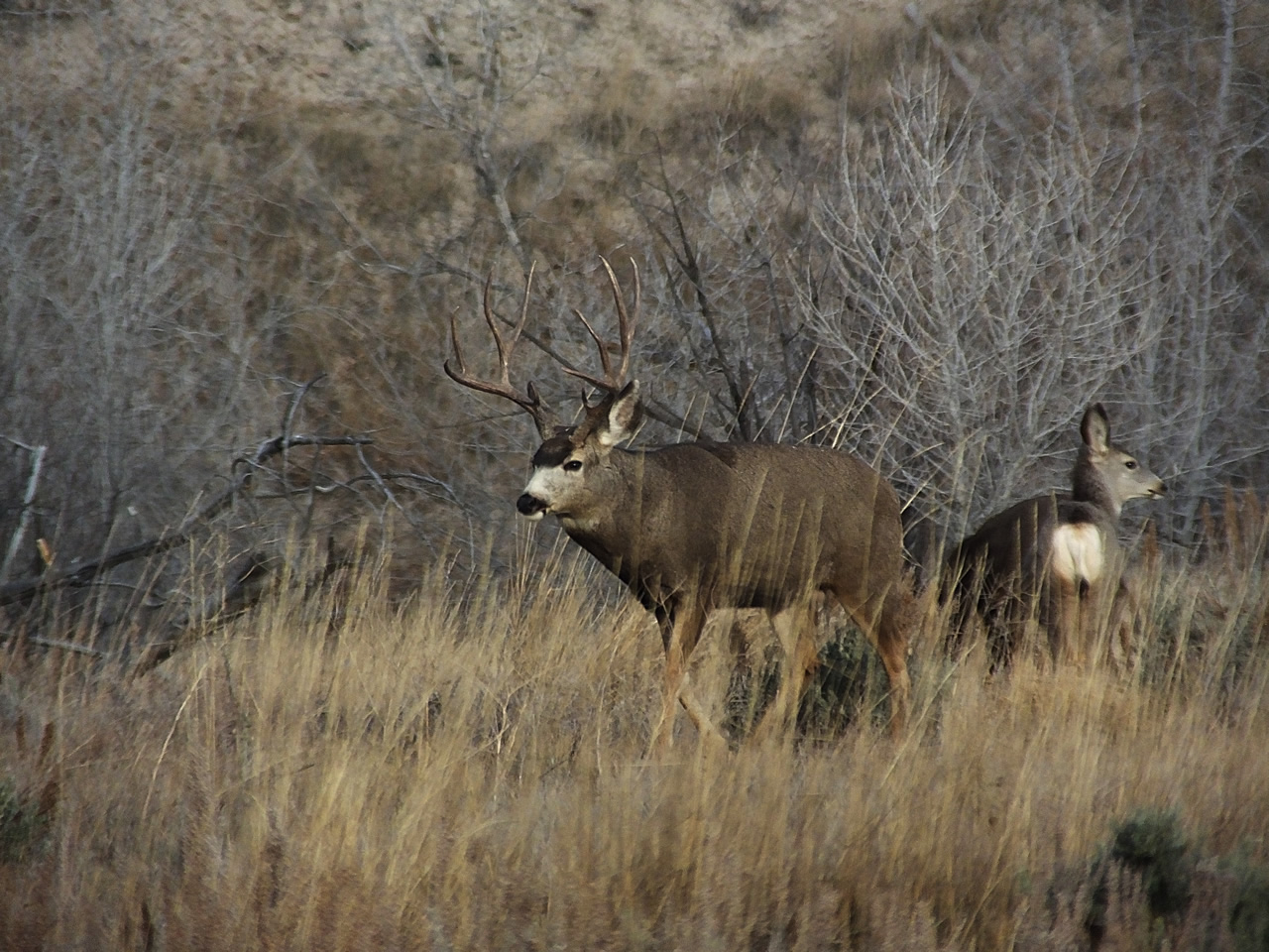 HS50exr Photo of 4 point Mule Deer