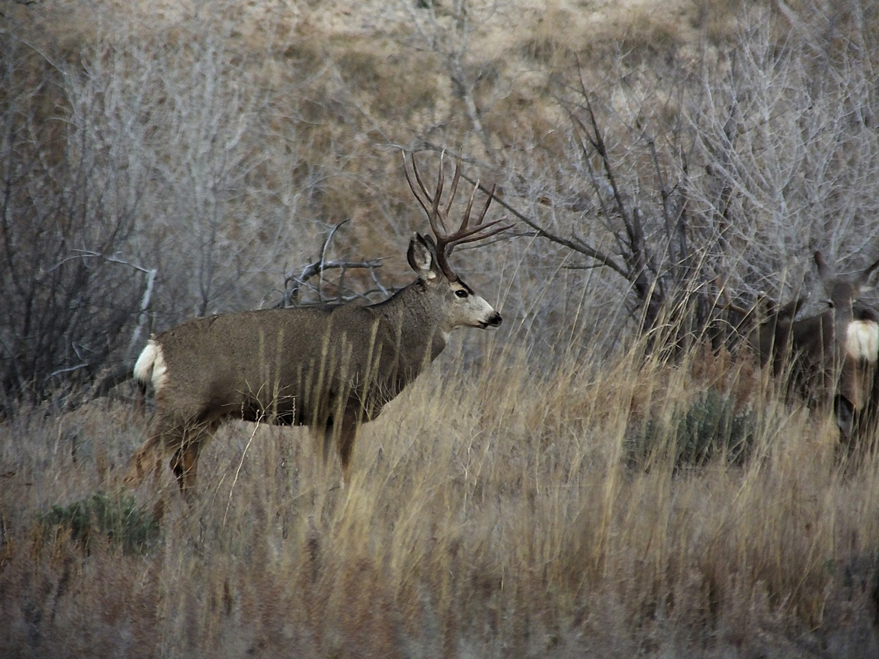HS50exr Photo of Four Point Mule Deer 