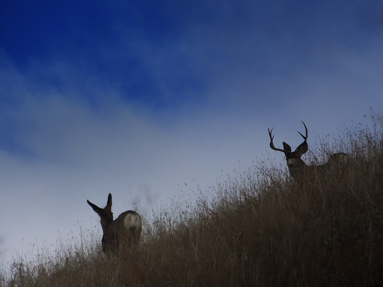 HS50exr Photo of Mule Deer buck and doe