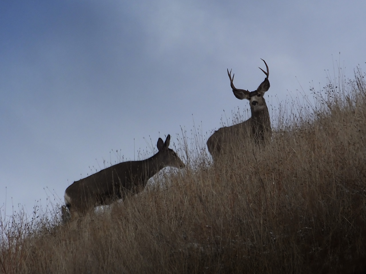 HS50exr Photo of Mule Deer buck and doe