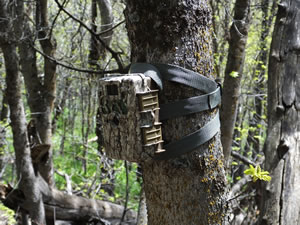 Recon Force XR trail camera on tree