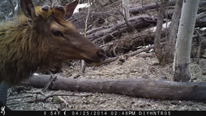 Bull Elk on Browning Recon Force XR trail camera photo.