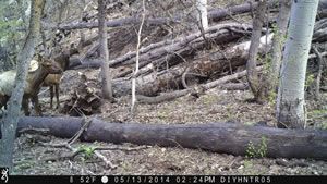 Elk on Recon Force XR trail camera 