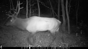 Bull Elk on Trail Camera