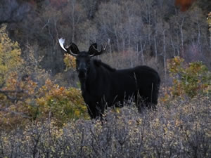 A bull moose he saw elk hunting