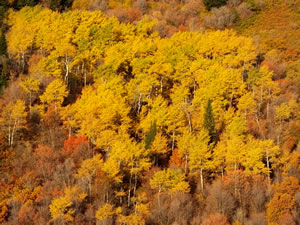 Beautiful fall colored quaking aspens