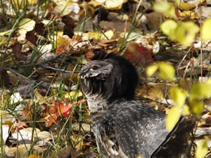 Rough Grouse Strutting in the Fall