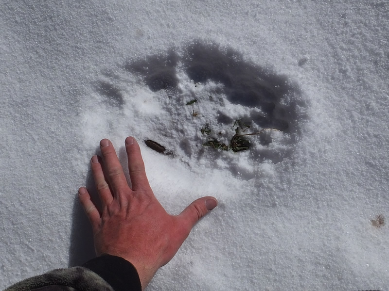 Big Black Bear Track in snow
