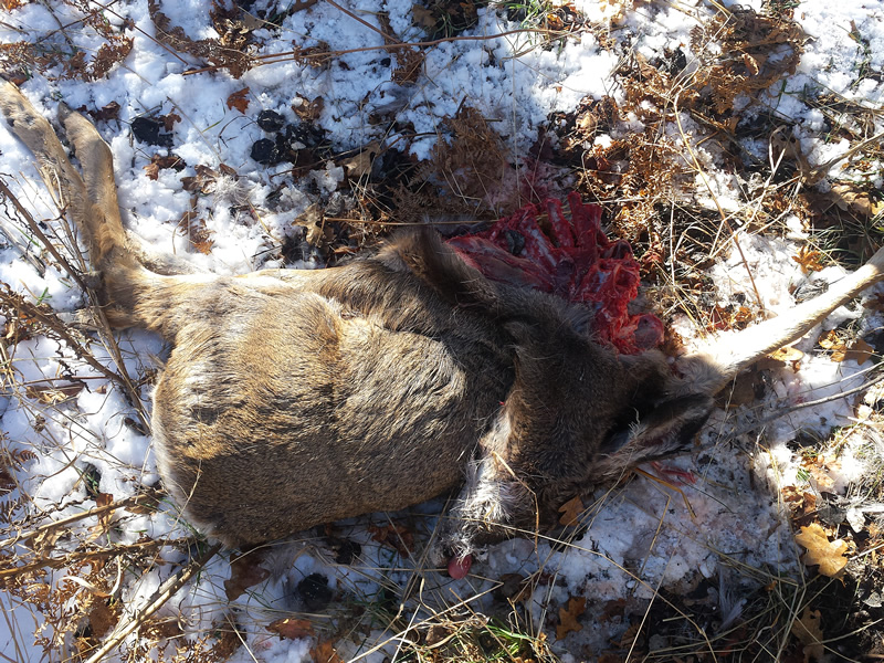 Mountain Lion killed mule deer fawn