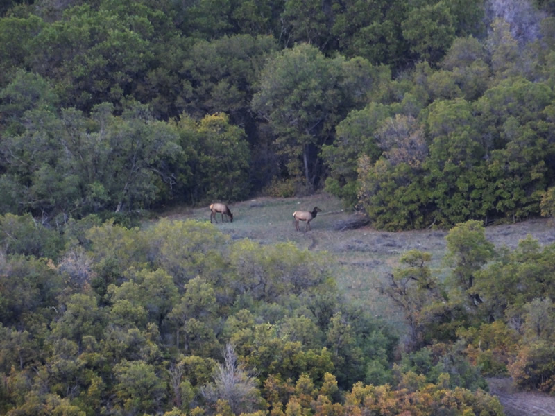 Cow elk in distance